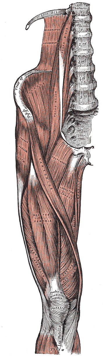 Historical anterior hip and thigh dissection with original labels showing psoas major, iliacus, sartorius, rectus femoris and adductor muscles.