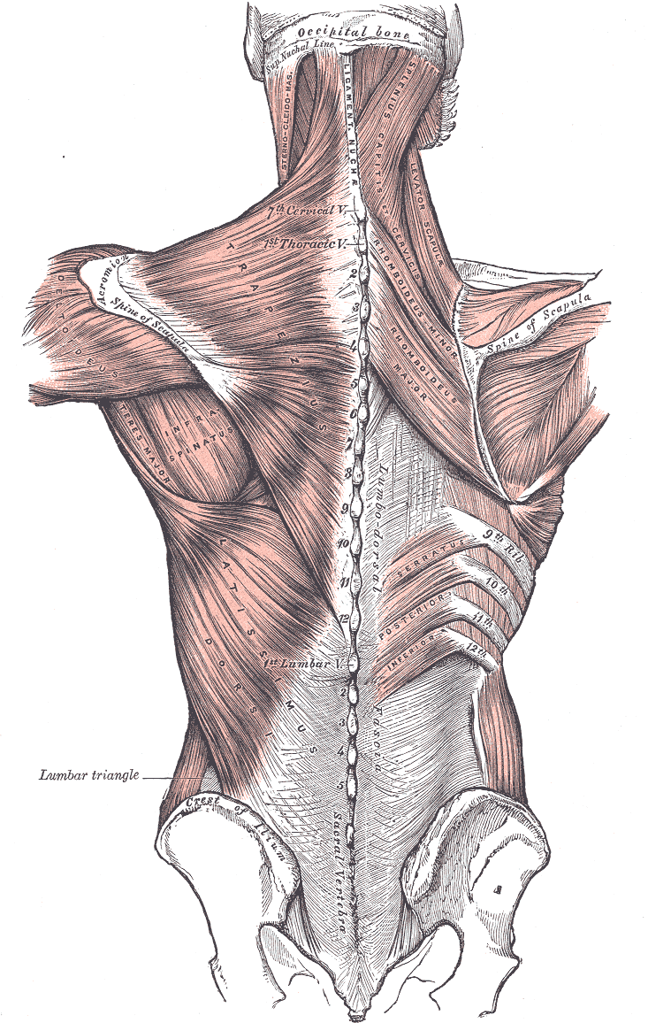 Historical anatomical engraving of the back, showing latissimus dorsi and lumbar fascia, with original labels.