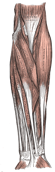 Historical anatomical engraving of superficial anterior forearm muscles, with original labels.
