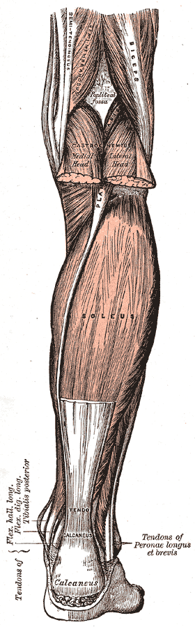 Posterior calf dissection showing soleus and the Achilles tendon, with gastrocnemius cut away.