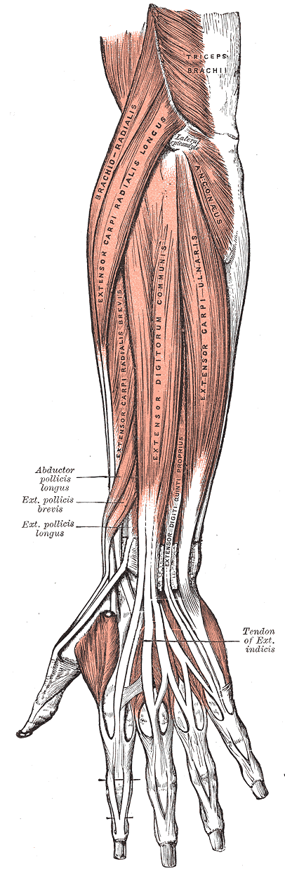 Posterior forearm engraving with the lateral epicondyle and wrist extensor muscles labelled.