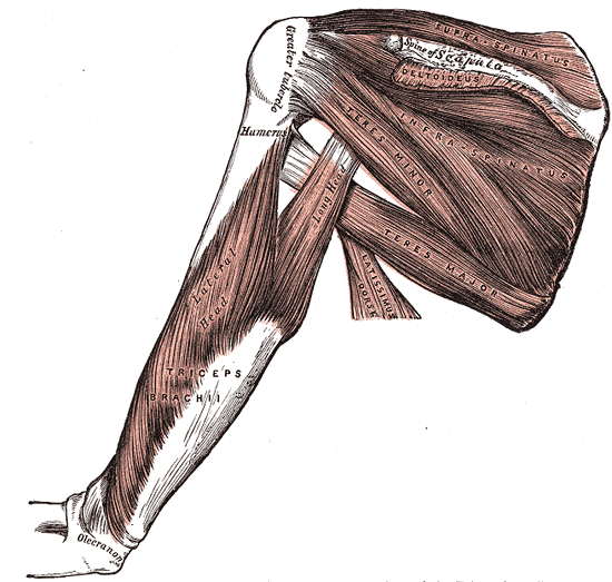 Posterior shoulder dissection showing supraspinatus, infraspinatus, teres minor, teres major and triceps; the deltoid is removed.